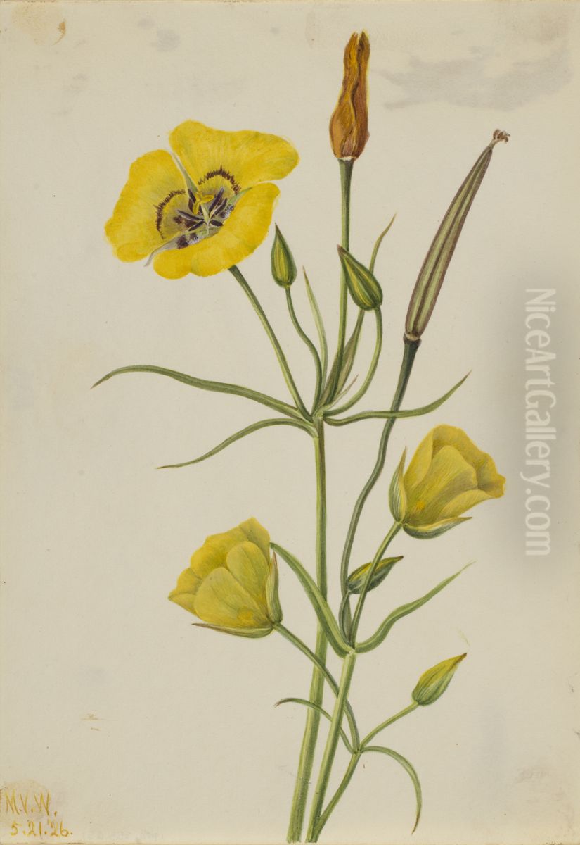 Goldenbowl Mariposa (Calochortus claratus) Oil Painting by Mary Vaux Walcott