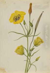 Goldenbowl Mariposa (Calochortus claratus)