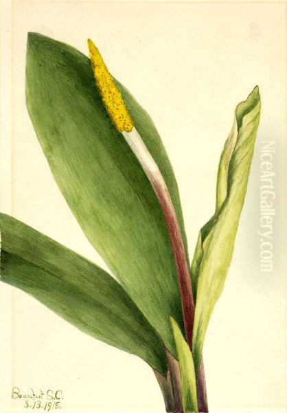Goldenclub (Orontium aquaticum) Oil Painting by Mary Vaux Walcott