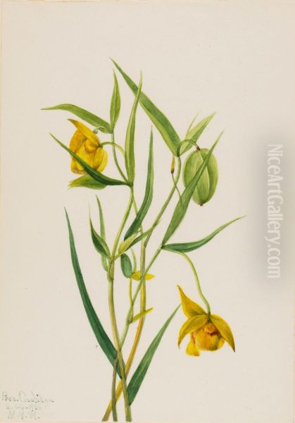 Golden Fairy Lantern (Calochortus amabilis) Oil Painting by Mary Vaux Walcott