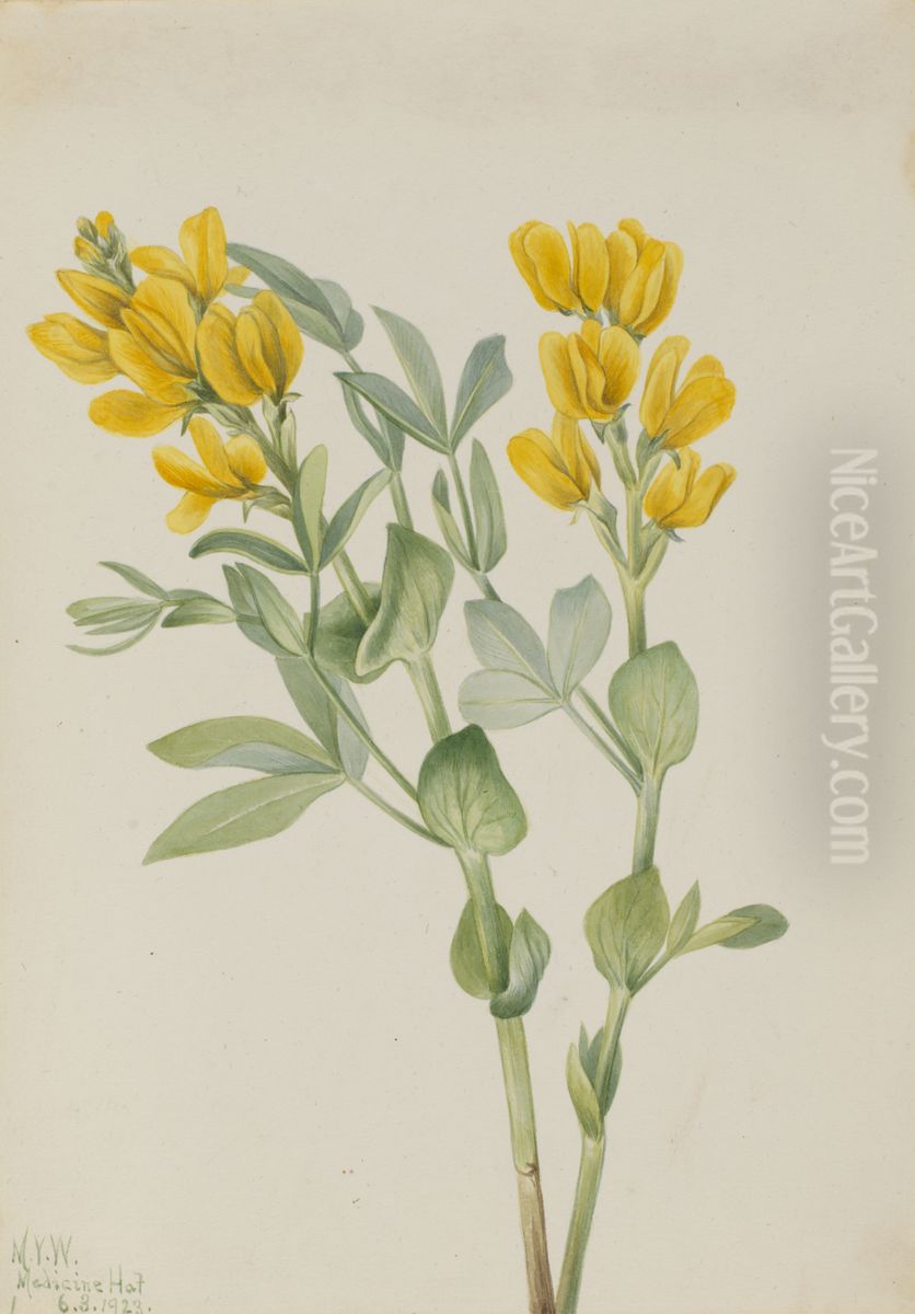 Goldenpea (Thermopsis rhombifolia) Oil Painting by Mary Vaux Walcott Goldenpea (Thermopsis rhombifolia) Oil Painting by Mary Vaux Walcott
