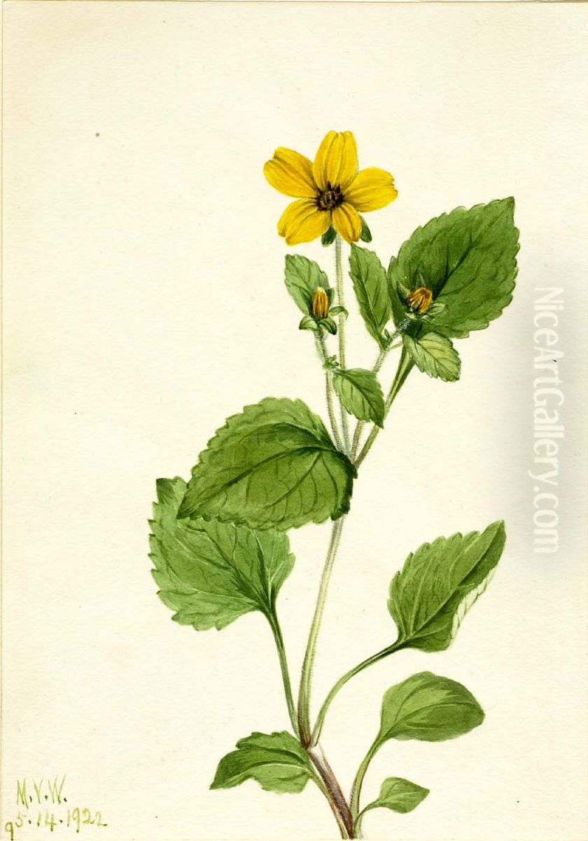 Golden Star (Chrysogonum virginianum) Oil Painting by Mary Vaux Walcott