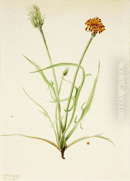 Grassleaf Agoseris (Agoseris graminifolia) Oil Painting by Mary Vaux Walcott