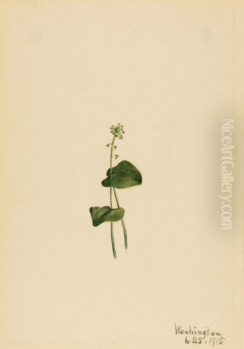 Green Adder's Mouth (Malaxis unifolia) Oil Painting by Mary Vaux Walcott