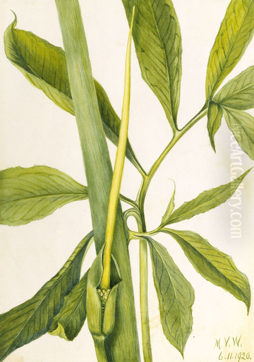 Greendragon (Arisaema dracontium) Oil Painting by Mary Vaux Walcott