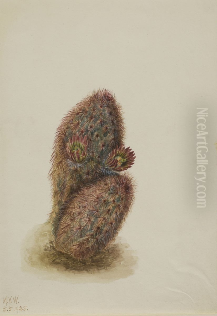 Green Strawberry Cactus (Echinocereus viridiflorus) Oil Painting by Mary Vaux Walcott