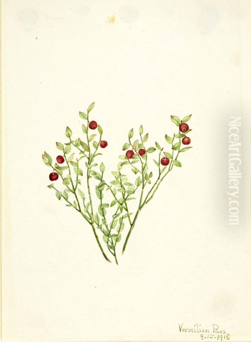 Grouse Whortleberry (Vaccinium scoparium) Oil Painting by Mary Vaux Walcott