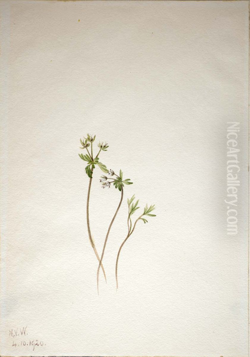 Harbinger of Spring (Erigenia bulbosa) Oil Painting by Mary Vaux Walcott