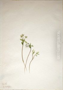 Harbinger of Spring (Erigenia bulbosa) Harbinger of Spring (Erigenia bulbosa)