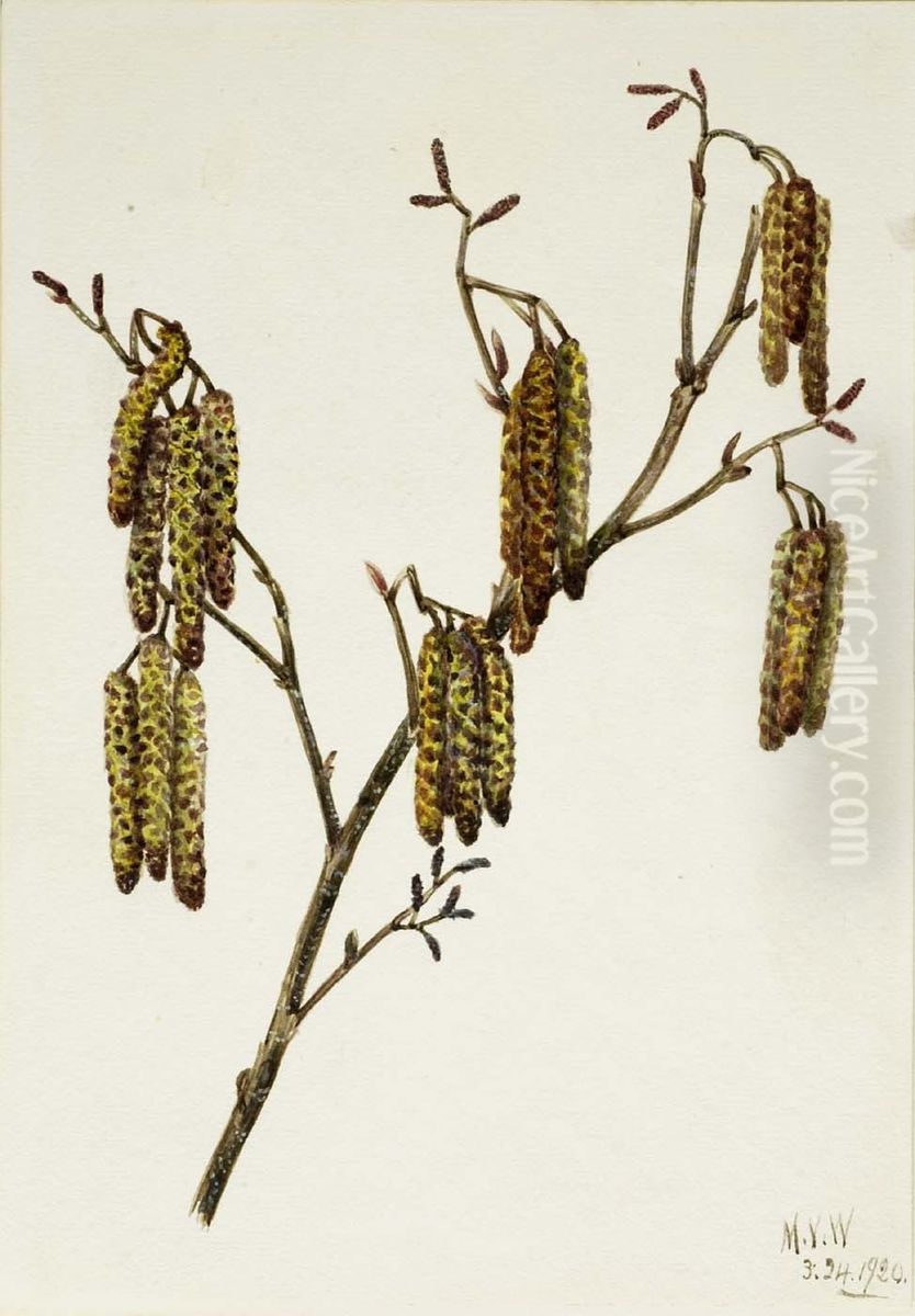 Hazel Alder (Alnus regosa) Oil Painting by Mary Vaux Walcott