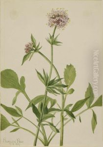 Heliotrope Valerian (Valeriana sitchensis)