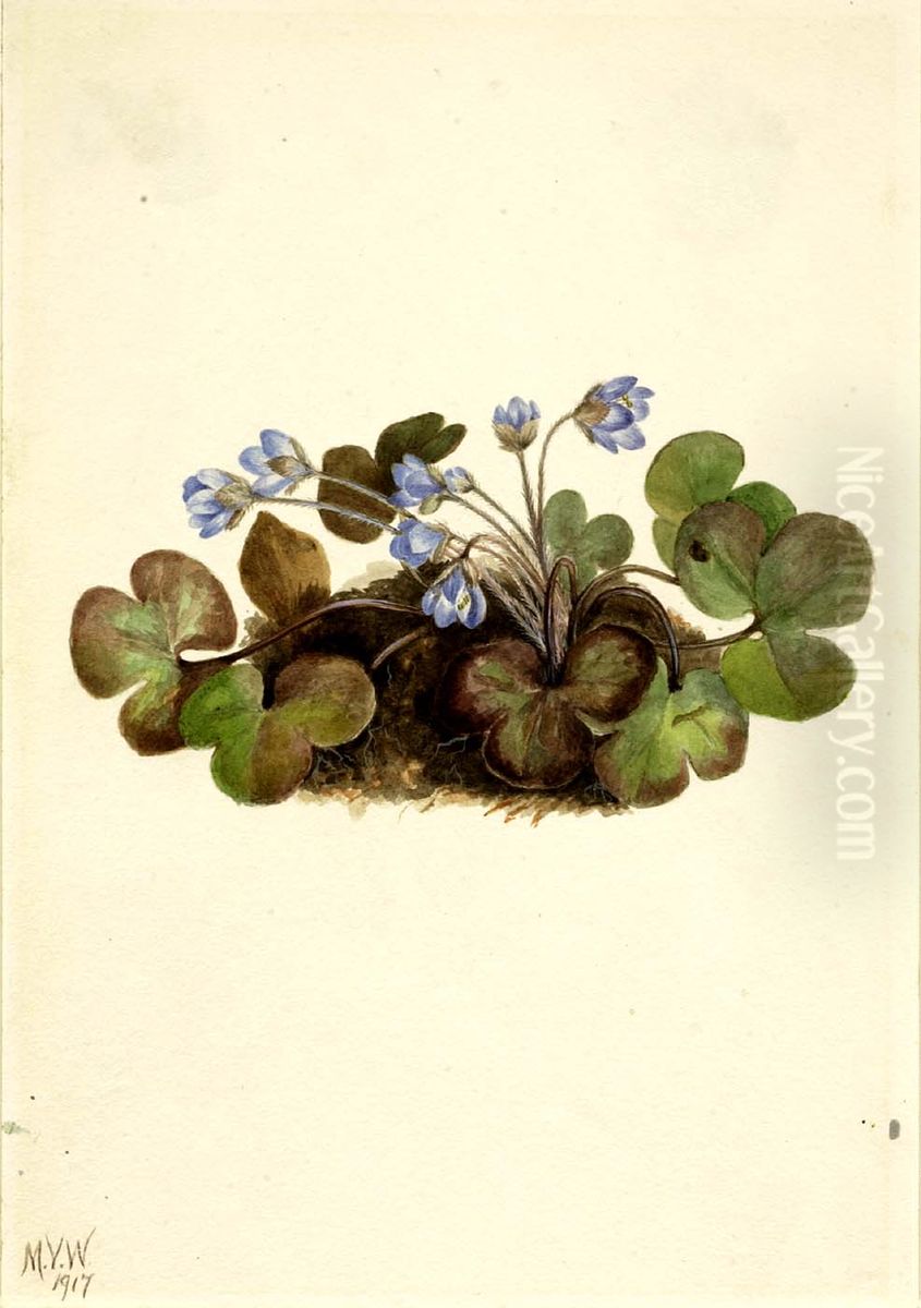 Hepatica (Hepatica americana) Oil Painting by Mary Vaux Walcott
