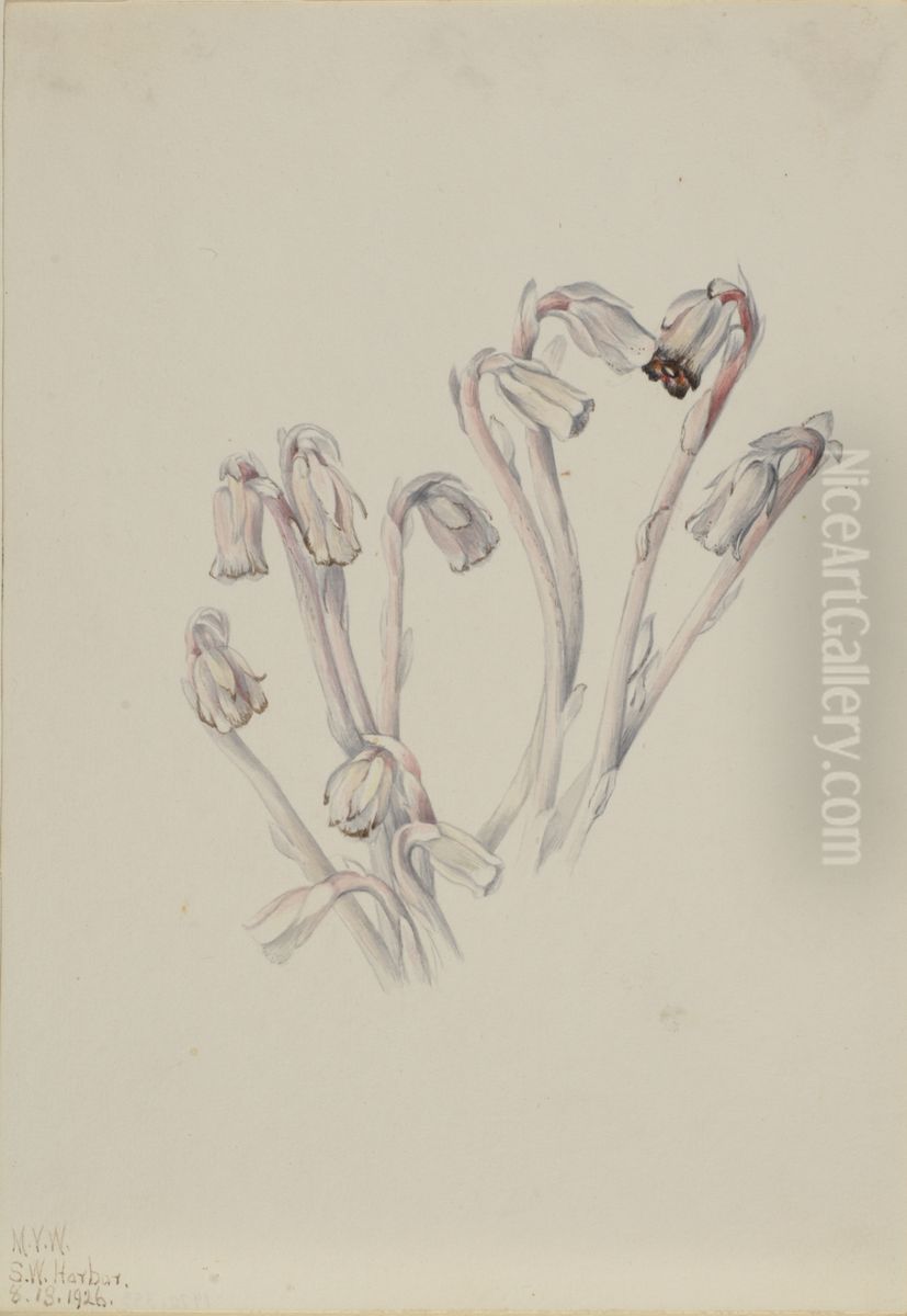 Indian Pipe (Monotropa uniflora) Oil Painting by Mary Vaux Walcott