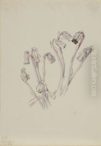 Indian Pipe (Monotropa uniflora)