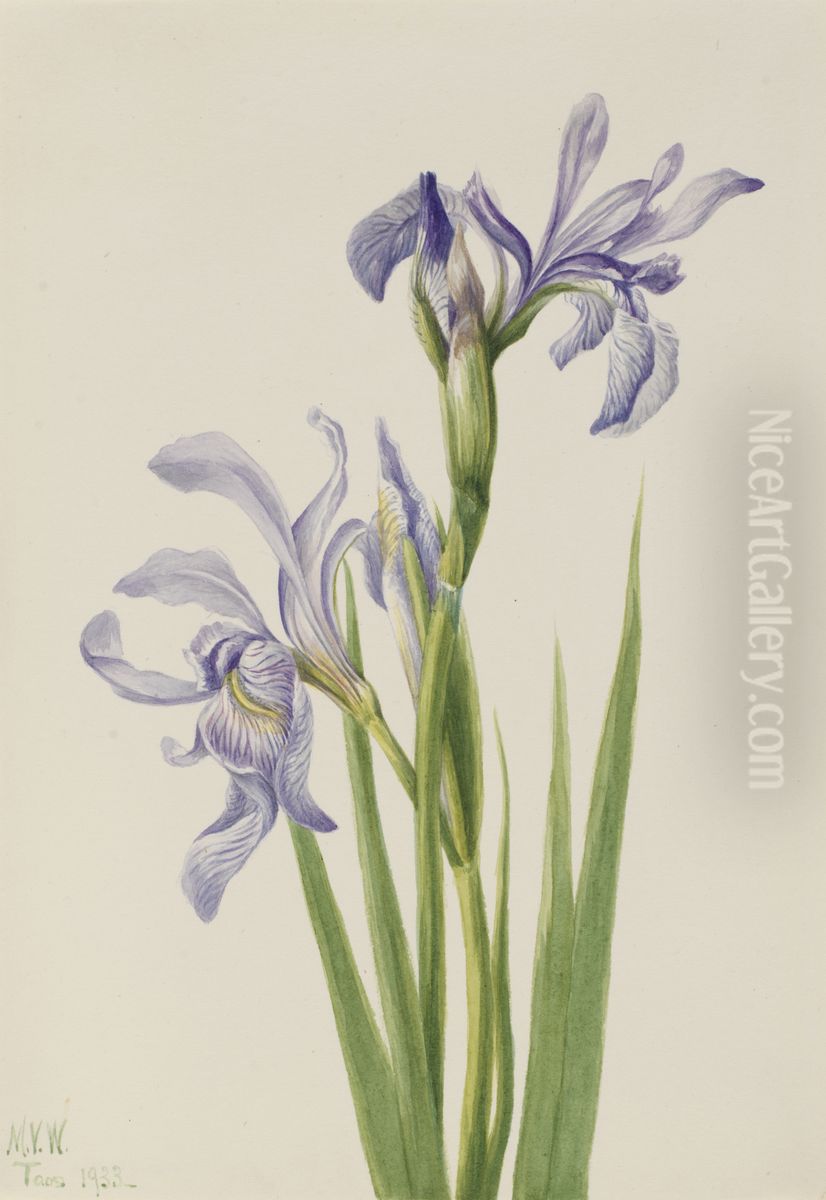 Western Blue Flag (Iris missouriensis) Oil Painting by Mary Vaux Walcott