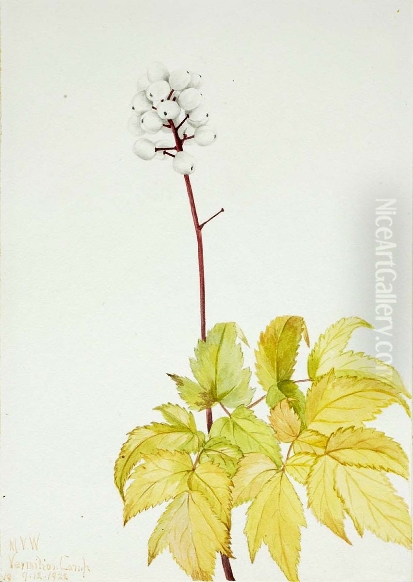 Ivory Baneberry (Actaea arguta) Oil Painting by Mary Vaux Walcott