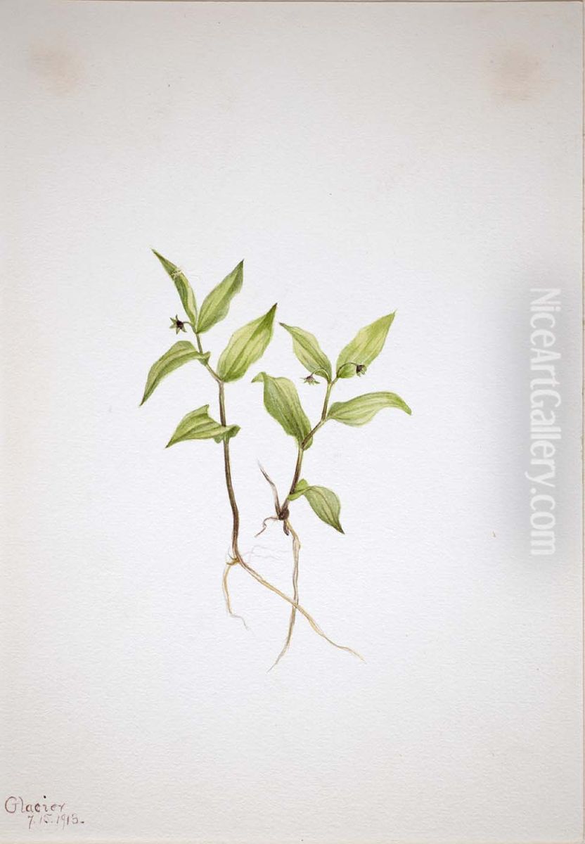 Kruhsea (Kruhsea streptopoides) Oil Painting by Mary Vaux Walcott