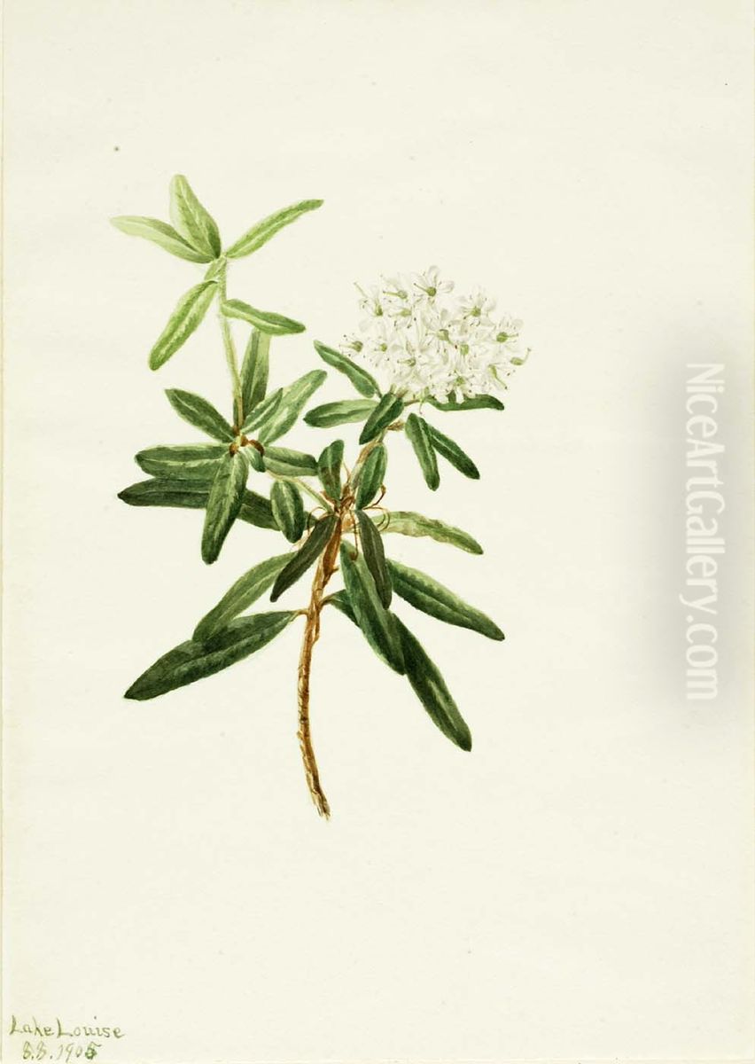 Labrador Tea (Ledum groenlandicum) Oil Painting by Mary Vaux Walcott
