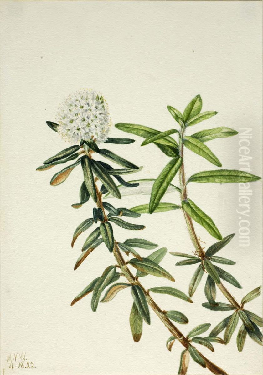 Labrador Tea (Ledum groenlandicum) Oil Painting by Mary Vaux Walcott