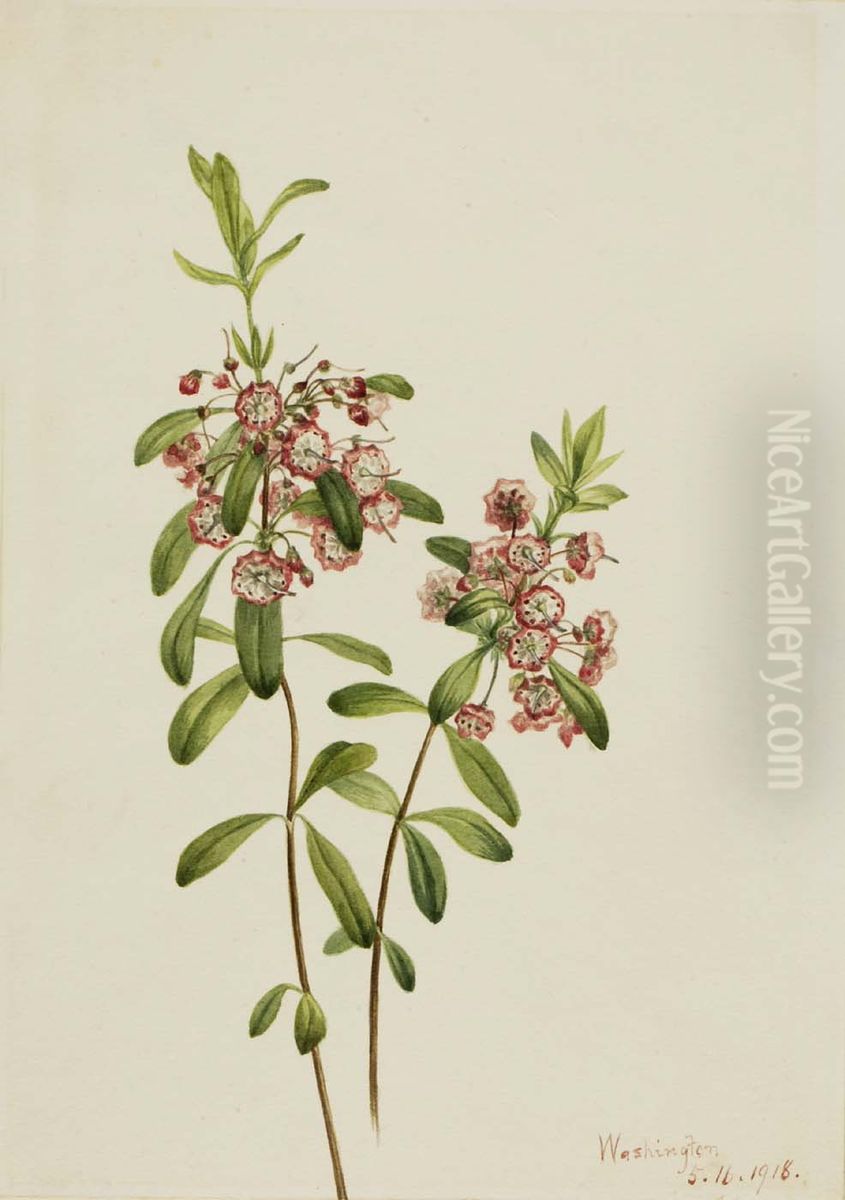Lambkill (Kalmia angustifolia) Oil Painting by Mary Vaux Walcott
