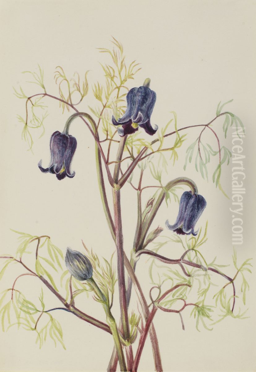 Leather Flower (Clematis hirsutissima) Oil Painting by Mary Vaux Walcott