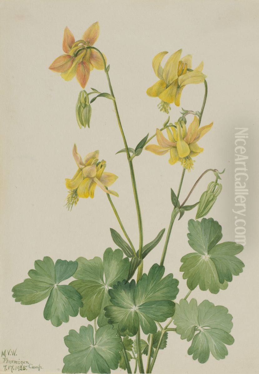 Lemon Columbine (Aquilegia flavescens) Oil Painting by Mary Vaux Walcott