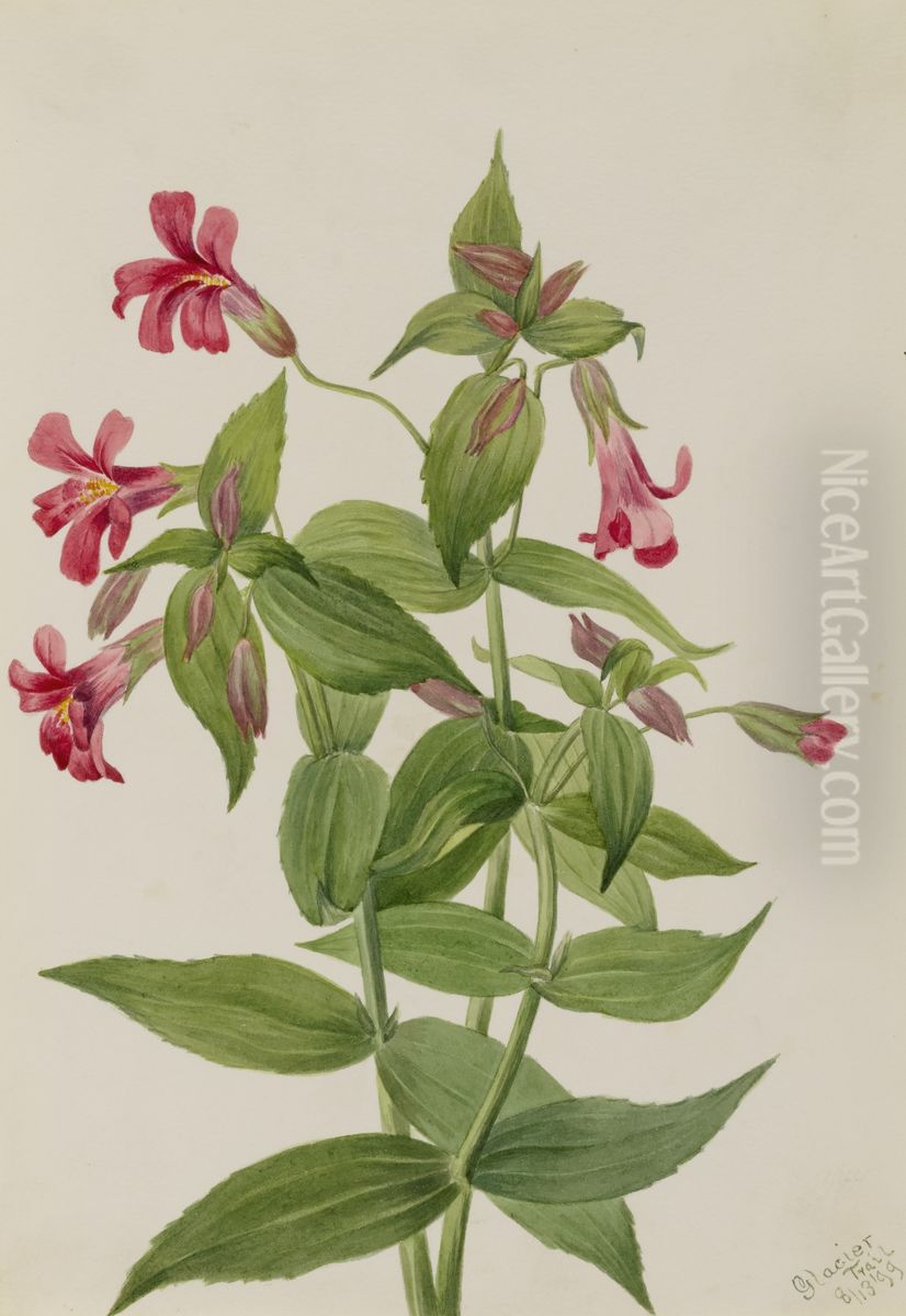 Lewis Monkey Flower (Mimulus lewisii) Oil Painting by Mary Vaux Walcott