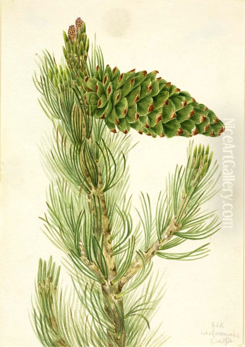 Limber Pine (Pinus flexilis) Oil Painting by Mary Vaux Walcott
