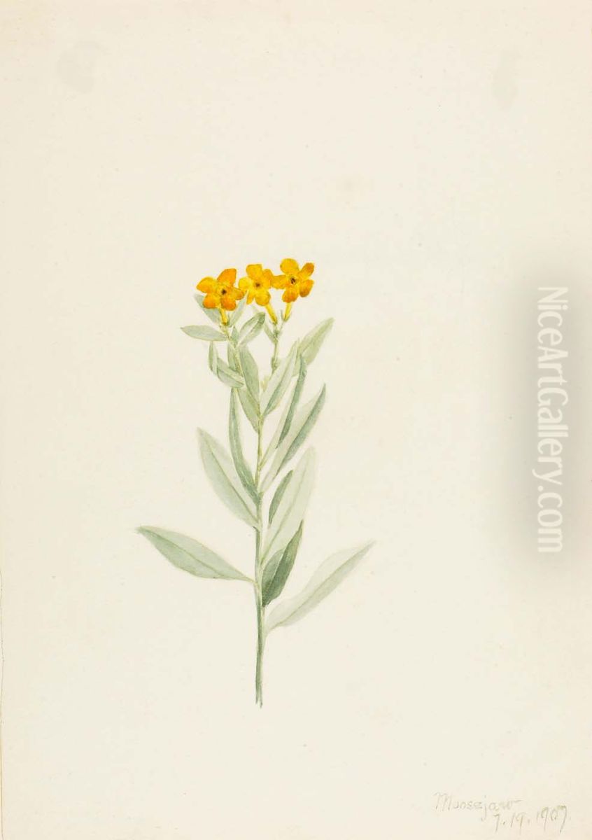 Lithospermum canescens Oil Painting by Mary Vaux Walcott