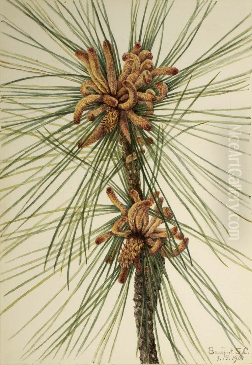 Loblolly Pine (Pinus taeda) Oil Painting by Mary Vaux Walcott