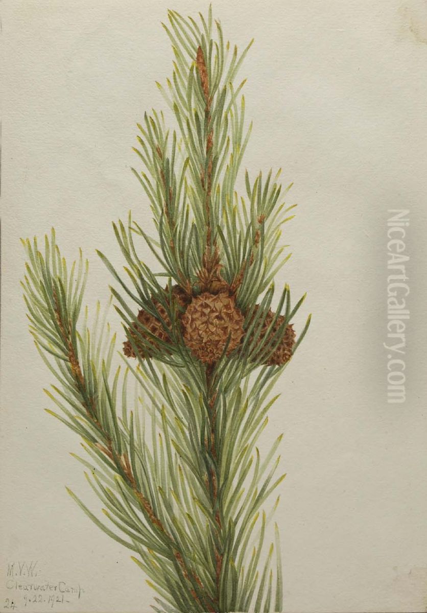 Lodgepole Pine (Pinus Contorta murrayana) Oil Painting by Mary Vaux Walcott