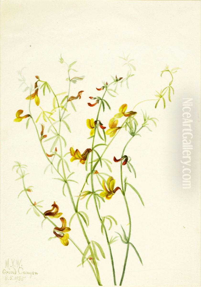 Lotus puberulus Oil Painting by Mary Vaux Walcott