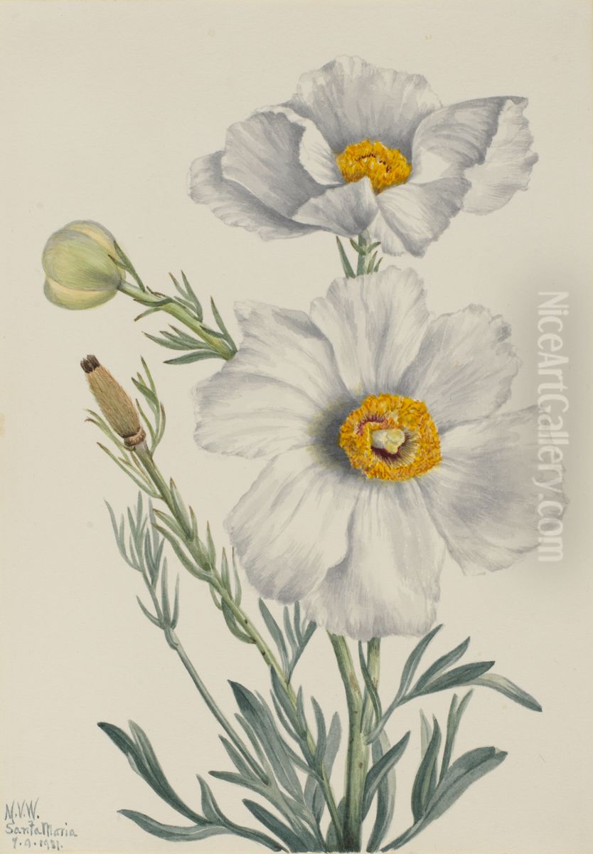 Matilija Poppy (Romneya coulteri) Oil Painting by Mary Vaux Walcott