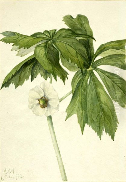 Mayapple (Podphyllum paltatum) Oil Painting by Mary Vaux Walcott