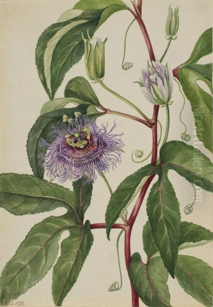 Maypop (Passiflora incarnata) Oil Painting by Mary Vaux Walcott