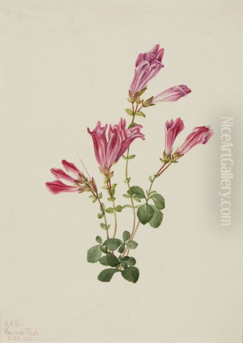 Menzies Pentstemon (Pentstemon menziesii) Oil Painting by Mary Vaux Walcott