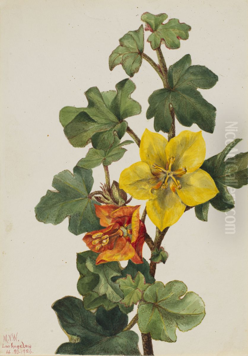 Mexican Fremontia (Fremontodendron mexicanum) Oil Painting by Mary Vaux Walcott