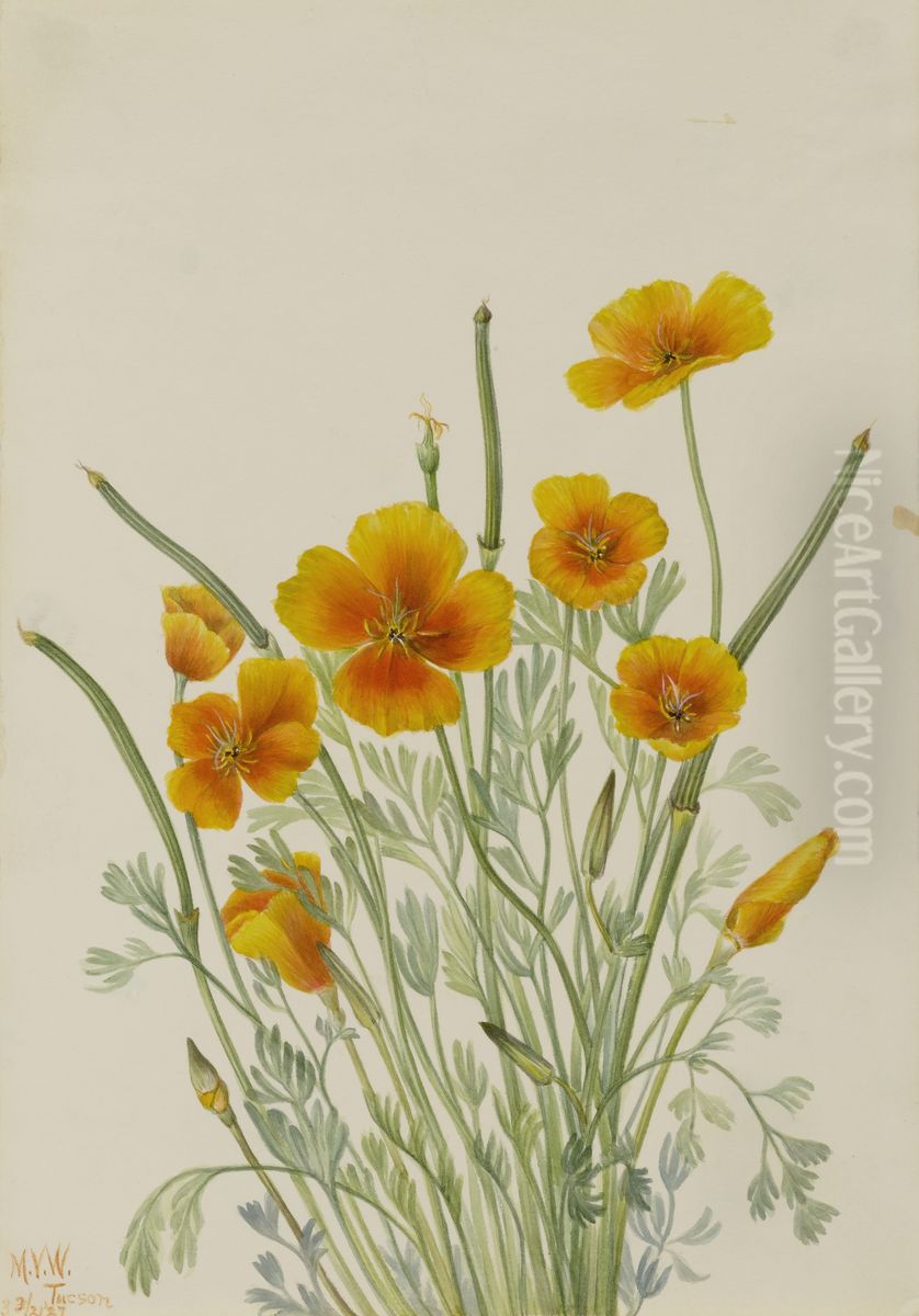 Mexican Poppy (Eschscholtzia mexicana) Oil Painting by Mary Vaux Walcott Mexican Poppy (Eschscholtzia mexicana) Oil Painting by Mary Vaux Walcott