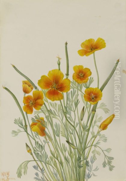 Mexican Poppy (Eschscholtzia mexicana) Oil Painting by Mary Vaux Walcott