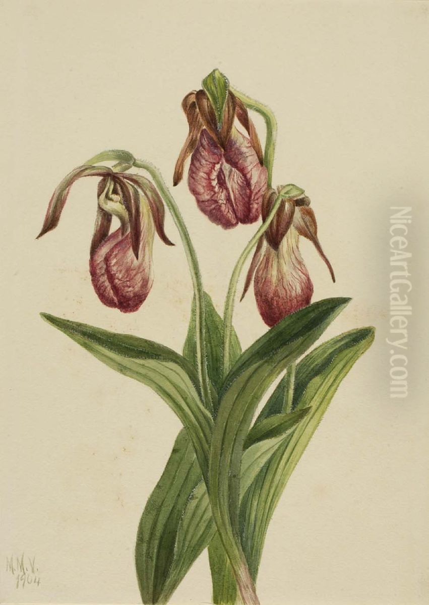 Moccasin Flower (Cypripedium acaule) Oil Painting by Mary Vaux Walcott