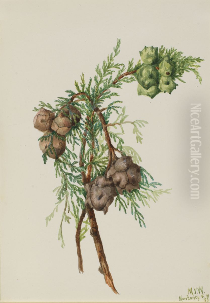 Monterey Cypress (Cupressus macrocarpa) Oil Painting by Mary Vaux Walcott