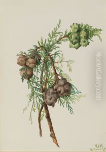 Monterey Cypress (Cupressus macrocarpa)