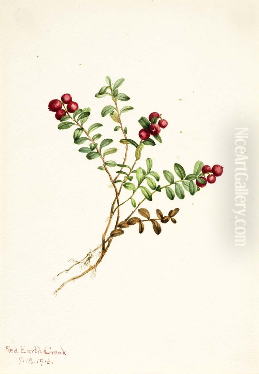 Mountain Cranberry (Vaccinium vitisdaea minus) Oil Painting by Mary Vaux Walcott