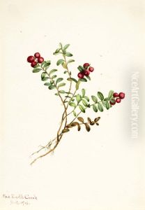 Mountain Cranberry (Vaccinium vitisdaea minus)