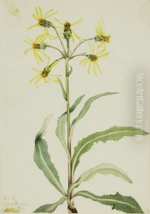 Mourning Groundsel (Senecio lugens)