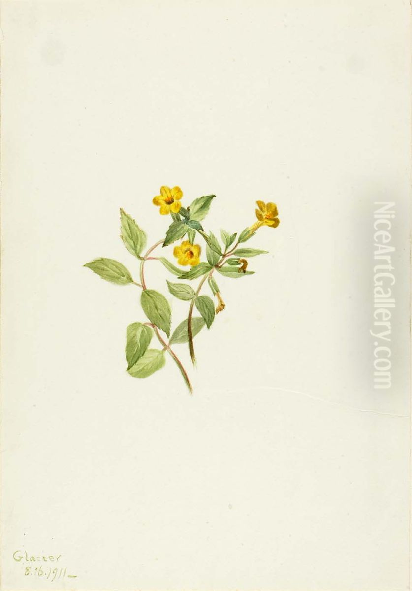 Musk-Flower (Mimulus moschatus) Oil Painting by Mary Vaux Walcott Musk-Flower (Mimulus moschatus) Oil Painting by Mary Vaux Walcott