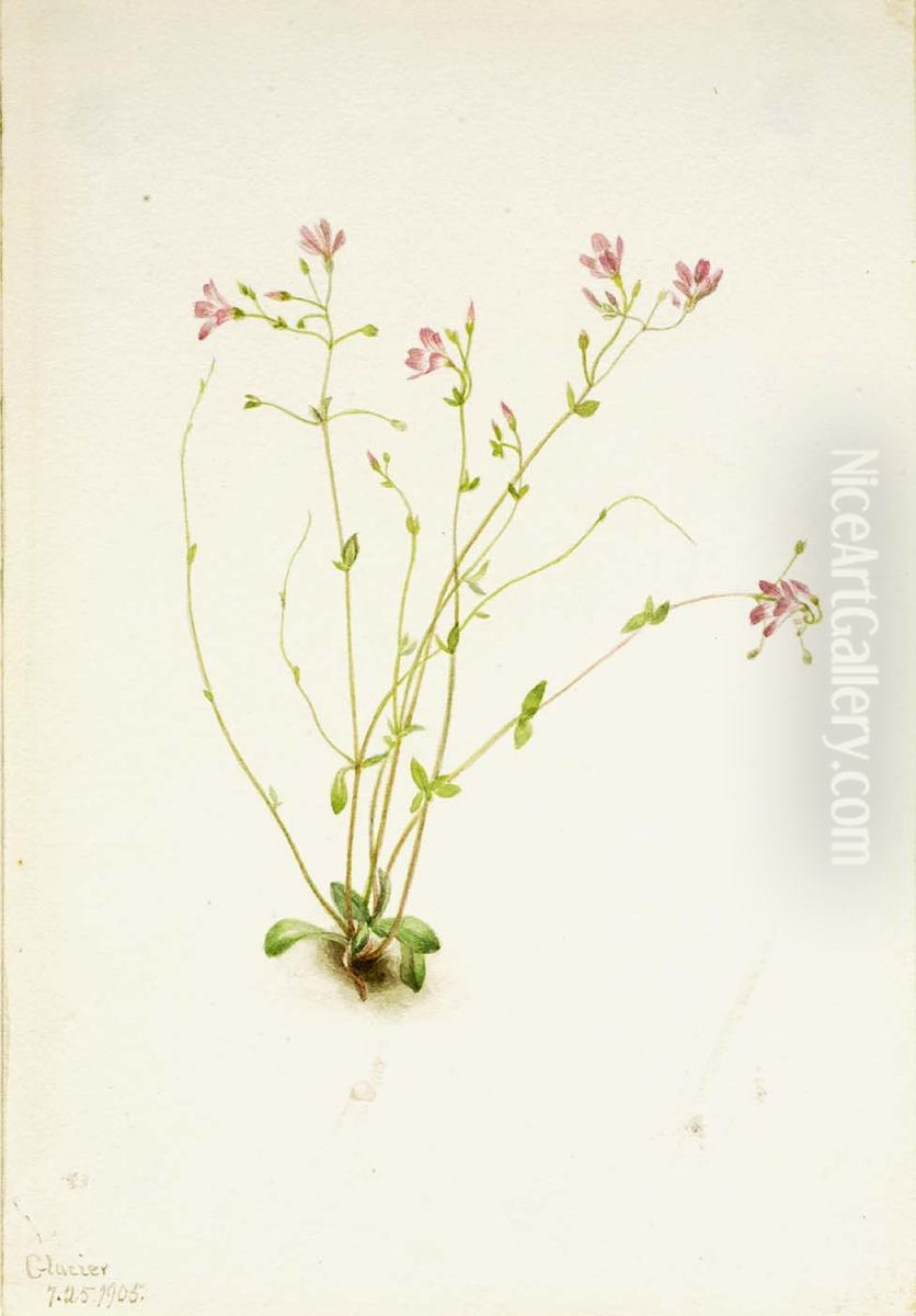 Naiad Spring Beauty (Claytonia parvifolia) Oil Painting by Mary Vaux Walcott