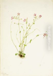 Naiad Spring Beauty (Claytonia parvifolia)