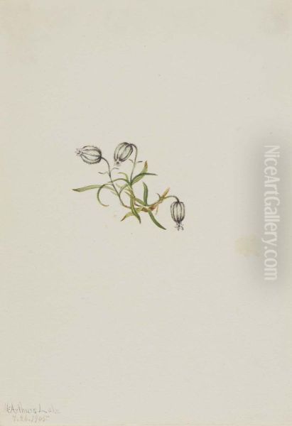 Nodding Campion (Lychnis apetala) Oil Painting by Mary Vaux Walcott
