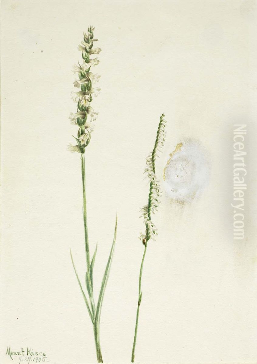 Nodding Ladies-Tresses (Ibidium cernum) Oil Painting by Mary Vaux Walcott